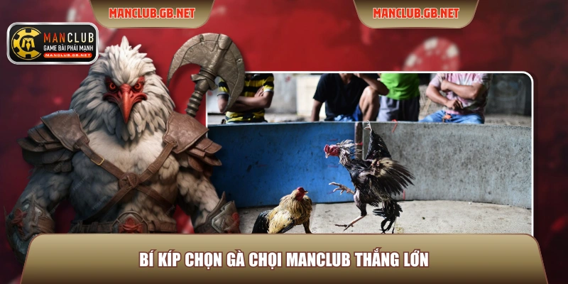 Bí kíp chọn gà chọi ManClub thắng lớn
