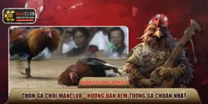 Chọn gà chọi Manclub