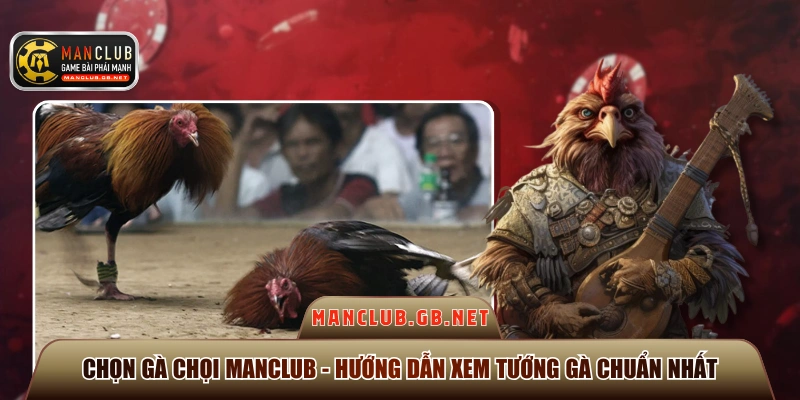 Chọn gà chọi Manclub