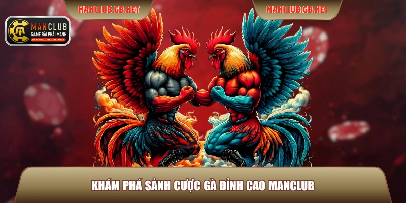 Khám phá sảnh cược gà đỉnh cao Manclub