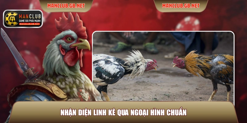 Nhận diện linh kê qua ngoại hình chuẩn